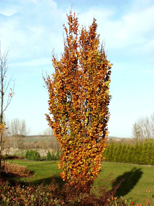 Fagus Sylvatica 'Dawyck', Säulenbuche – Bild 2