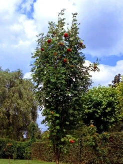 Sorbus Aucuparia 'Fastigiata', SĂ€ulen-Eberesche