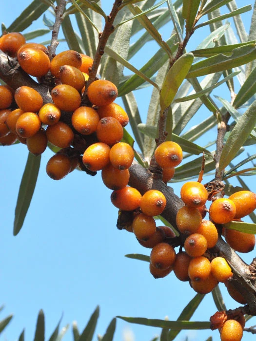 Hippophae Rhamnoides 'Leikora'