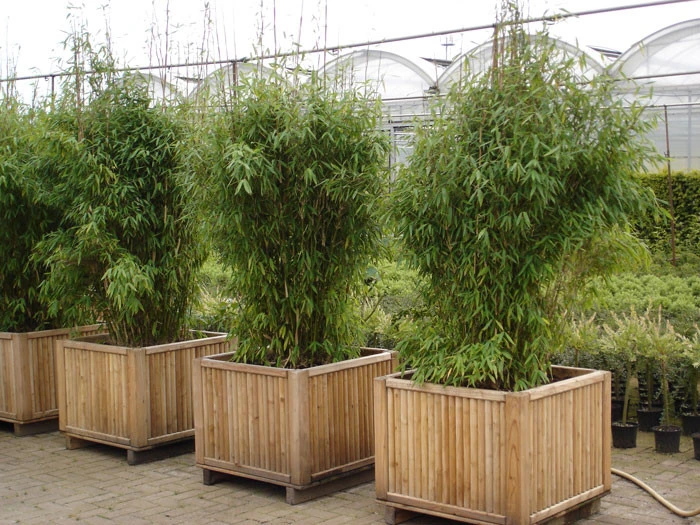 Fargesia Murielae 'Jumbo', Schirm-Bambus â Bild 2