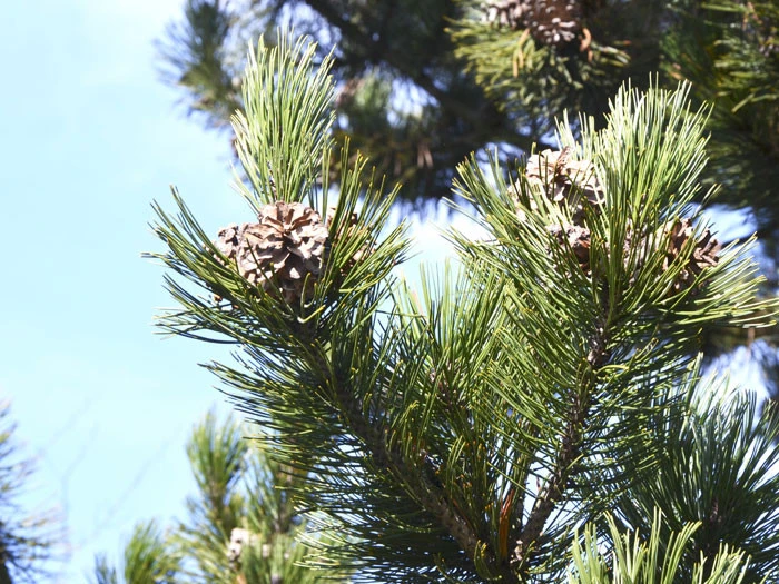 Pinus Leucodermis (syn. Heldreichii), Schlangenhaut-Kiefer â Bild 3
