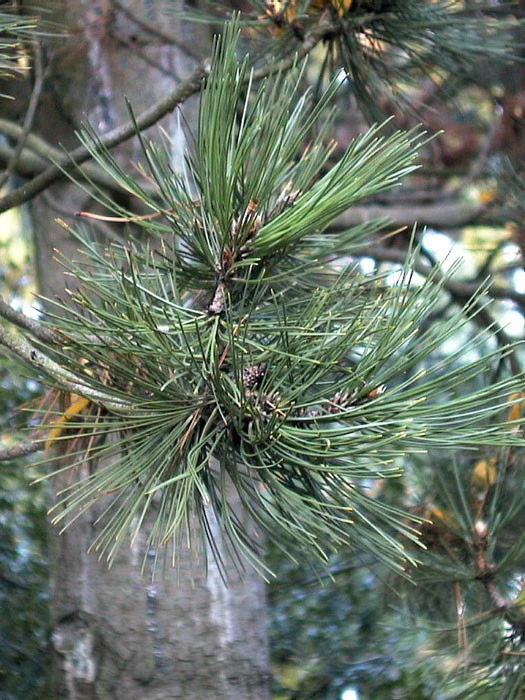Pinus Leucodermis (syn. Heldreichii), Schlangenhaut-Kiefer â Bild 2