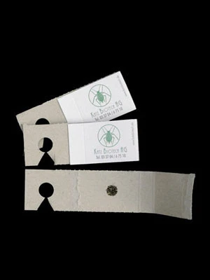 Schlupfwespe (Art.Nr. KB3056) â Bild 3