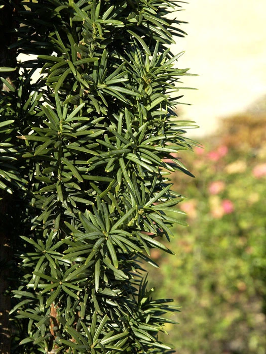 Taxus Baccata 'Fastigiata Robusta' â Bild 2