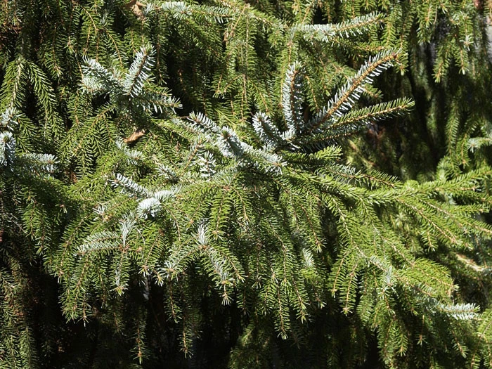 Picea Omorika, Serbische Fichte – Bild 5