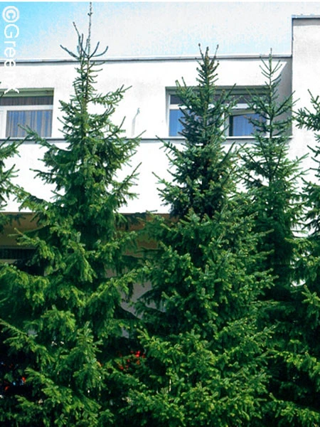 Picea Omorika, Serbische Fichte – Bild 4