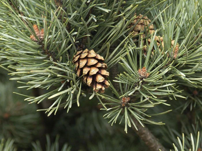 Pinus Sylvestris 'Watereri', Silberkiefer – Bild 2