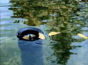 AquaSkim 40, Oberflächenabsauger Von OASE (Art.Nr.56907) – Bild 3