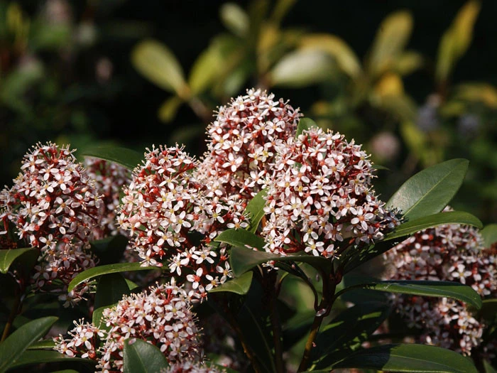 Skimmia Japonica 'Rubella', Japanische Blütenskimmie – Bild 2