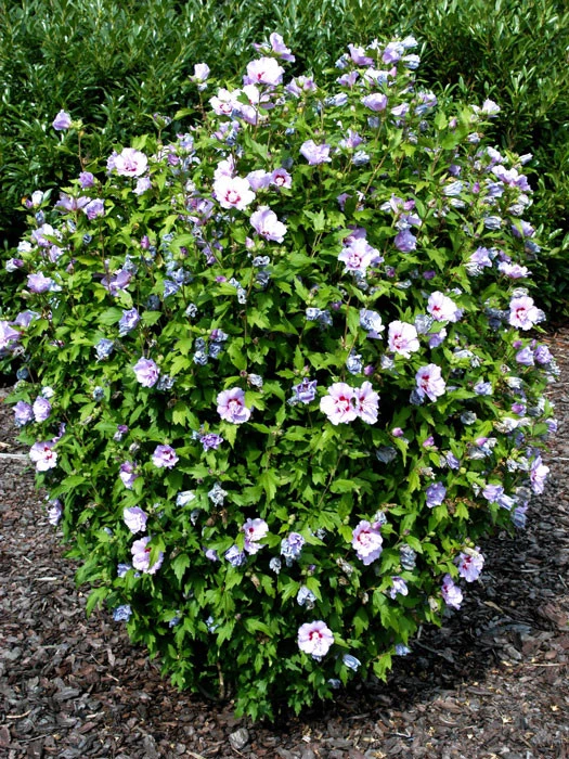 Hibiscus Syriacus 'Souvenir De Charles Breton', Hibiskus â Bild 2