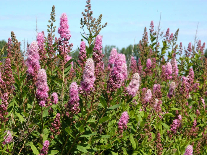 Spiraea Billardii 'Triumphans', Kolbenspiere – Bild 2