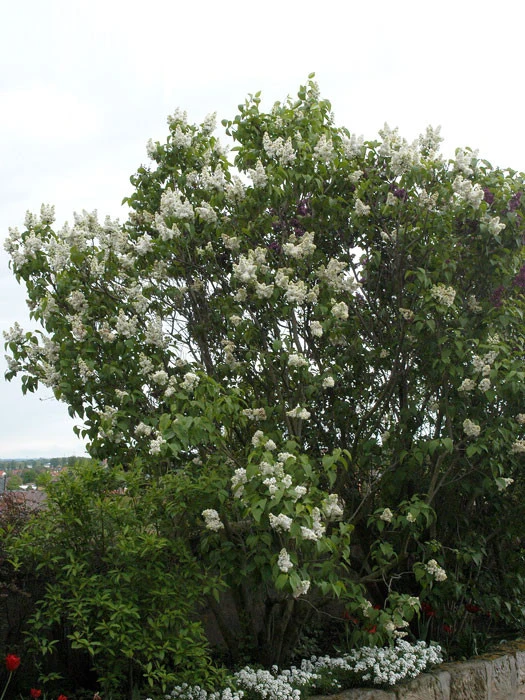 Syringa Vulgaris 'Madame Lemoine', Edel-Flieder – Bild 3