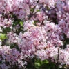 Syringa Patula 'Miss Kim', Samtflieder