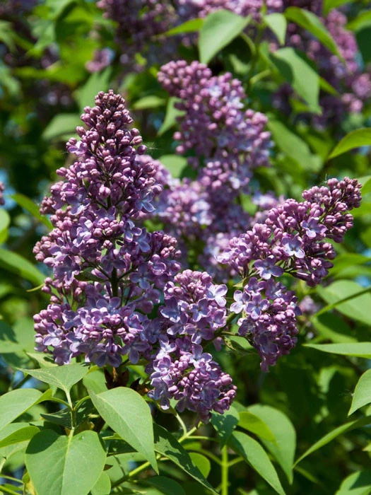 Syringa Vulgaris 'Sensation', Edel-Flieder â Bild 2