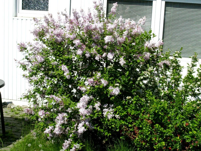 Syringa Microphylla 'Superba', Herbstflieder â Bild 2