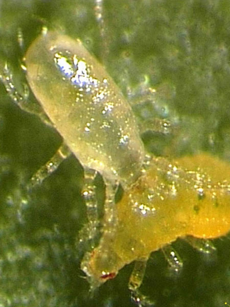 Amblyseius-Raubmilbe (Art.Nr. KB4096)