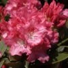 Rhododendron 'Tina Heinje'