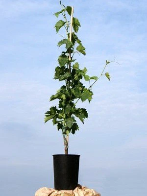 Kernarme Tafeltraube New York Muscat – Bild 3