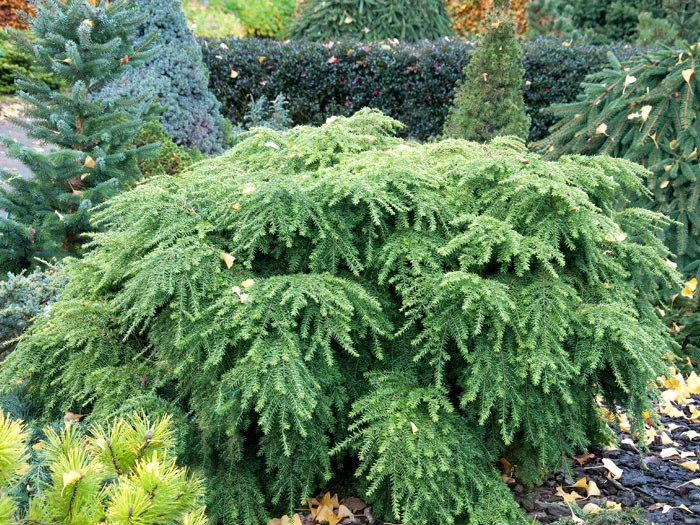 Tsuga Canadensis 'Jeddeloh', Zwerg-Hemlocktanne – Bild 3