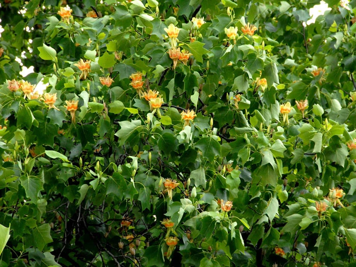 Liriodendron Tulipifera, Tulpenbaum – Bild 2