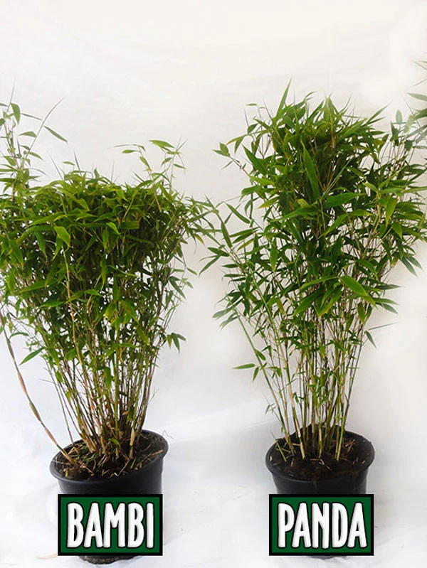 Fargesia Murielae 'Bambi', Kleiner Schirmbambus â Bild 2
