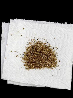 Aphidoletes-Gallmücke (Art.Nr. KB4046) – Bild 3