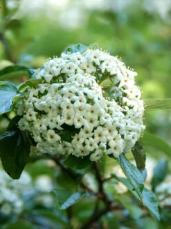Viburnum 'Eskimo' Großblumiger, Duft-Schneeball
