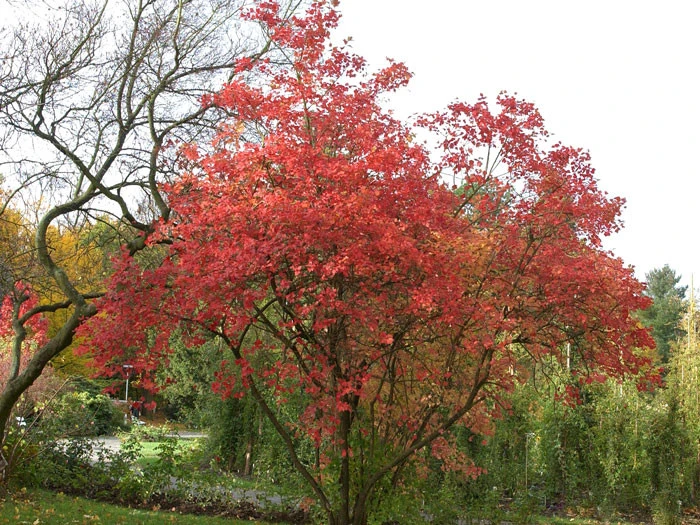 Viburnum Opulus 'Roseum', Echter Schneeball – Bild 4