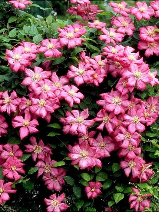 Clematis 'Ville De Lyon' â Bild 2