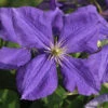 Clematis Jackmanii