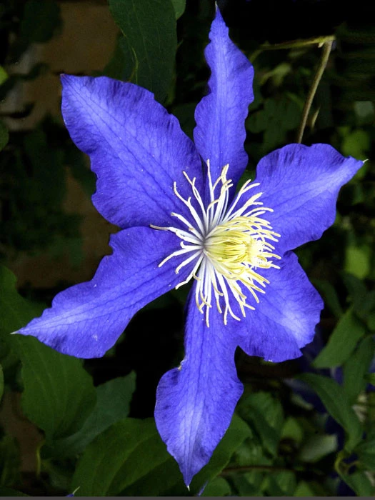 Clematis 'Lasurstern'