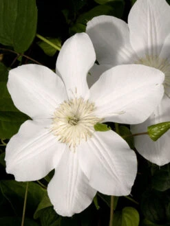 Clematis 'Madame Le Coultre'