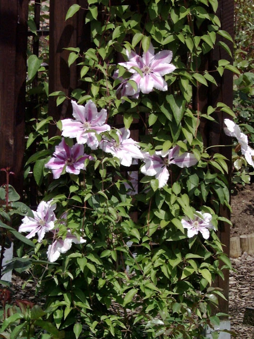 Clematis 'Nelly Moser' â Bild 2