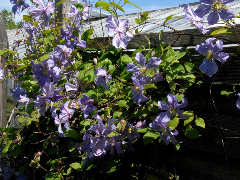 Clematis 'Prince Charles' – Bild 2