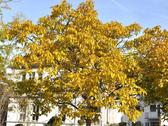 Juglans Regia, Walnuss-Sämling – Bild 2