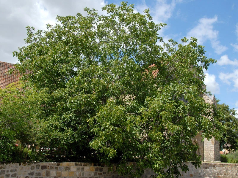 Juglans Regia, Walnuss-Sämling – Bild 3