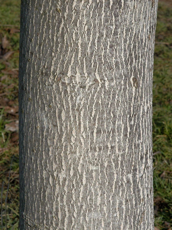 Juglans Regia, Walnuss-Sämling – Bild 4