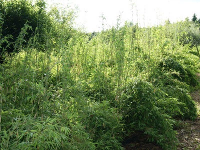 Fargesia Denudata 'Lancaster', Überhängender Bambus, Wasserfall-Bambus – Bild 2