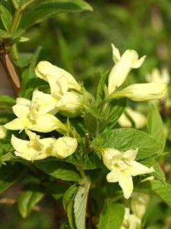 Weigela Middendorffiana, Gold-Weigelie