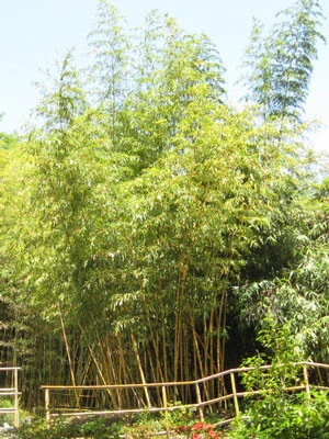 Phyllostachys Vivax Aureocaulis, Zauber-Bambus – Bild 3
