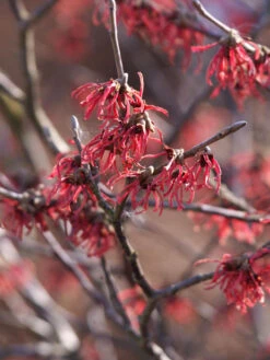 Hamamelis Intermedia 'Ruby Glow', Zaubernuss