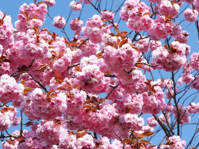 Prunus Serrulata 'Kanzan', Japanische Nelkenkirsche - Hochstamm – Bild 5