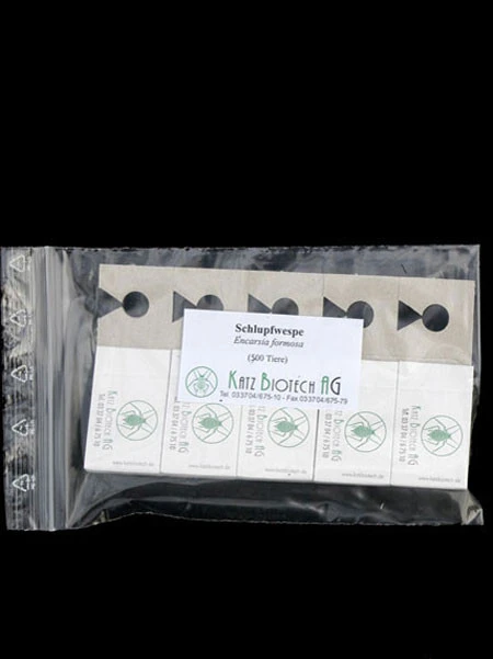Schlupfwespe (Art.Nr. KB3056) â Bild 4