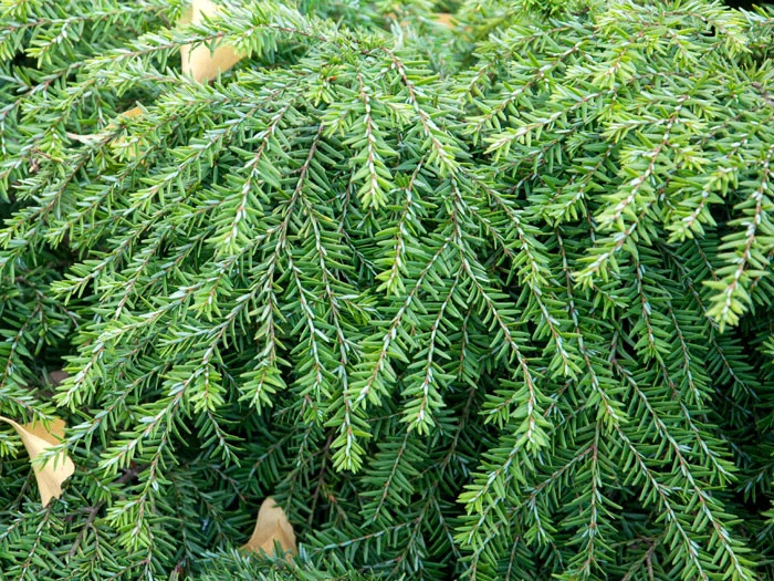 Tsuga Canadensis 'Jeddeloh', Zwerg-Hemlocktanne – Bild 2