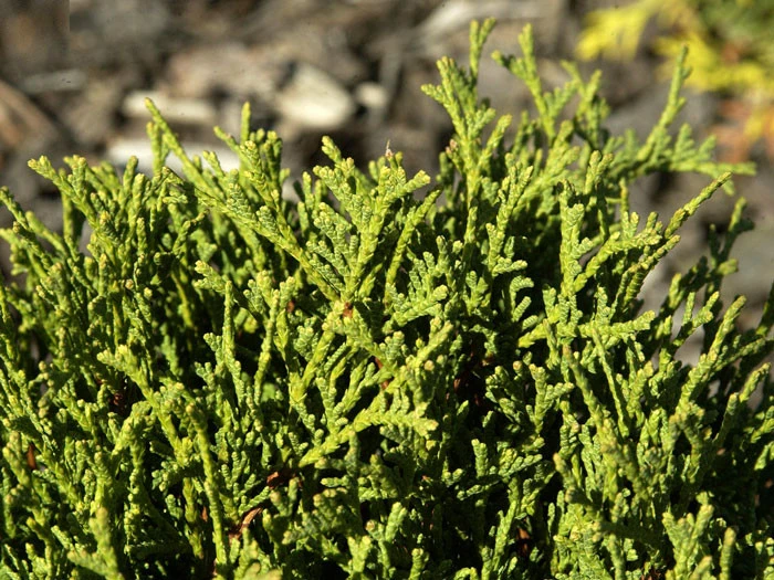 Thuja Occidentalis 'Danica', Zwerg-Kugellebensbaum â Bild 2
