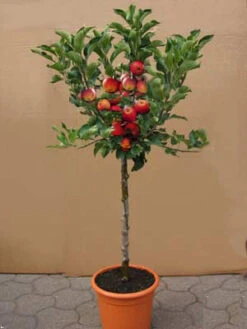 Zwergapfel 'Croquella' ®, Malus 'Croquella'