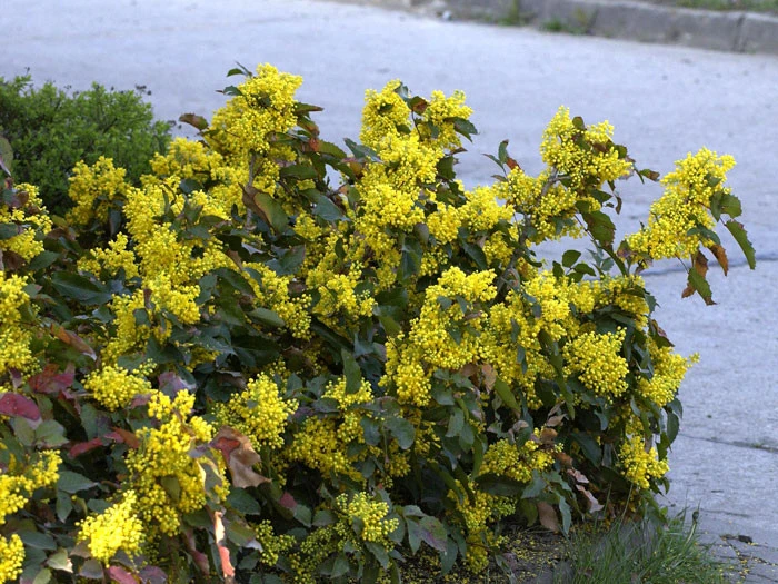 Mahonia Aquifolium 'Apollo', Zwergmahonie â Bild 2